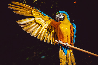 開車撞到鳥了會有什麼徵兆 養什麼鳥有好運