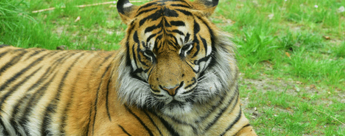 大門風水:大門外的燈有何風水講究