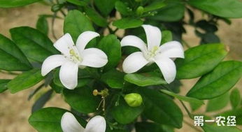 七里香的風水禁忌,家庭種養七里香有什麼好處七里香的風水作用與影響