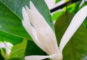 種玉蘭花對風水禁忌,玉蘭花的寓意和風水