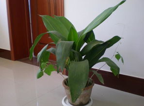 蕨類植物的風水擺放禁忌,如何擺放植物能旺風水,記住這幾點